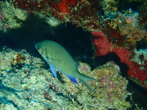 Yellowspotted chromis (Chromis alpha) — Pomacentridae