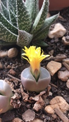 Lithops