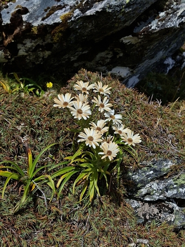 Dolichoglottis scorzoneroides observed 2026-03-11