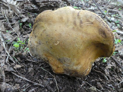 Phylloporus clelandii