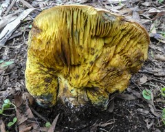 Phylloporus clelandii