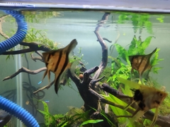 Pterophyllum scalare