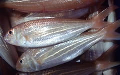 Delagoa Threadfin Bream photo 1