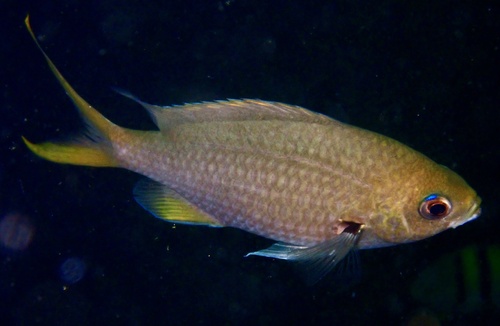 Chromis xanthopterygia observed 2026-02-11