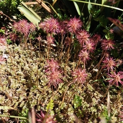 Acaena inermis, photograph (c) kiwialli, some rights reserved (CC BY)