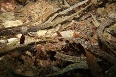 Favonigobius lateralis
