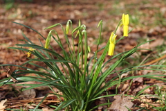 Narcissus cyclamineus
