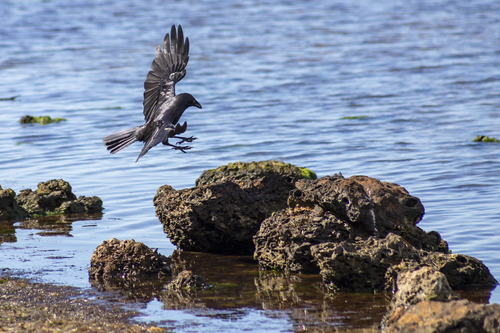 Forest Raven (Corvus tasmanicus)