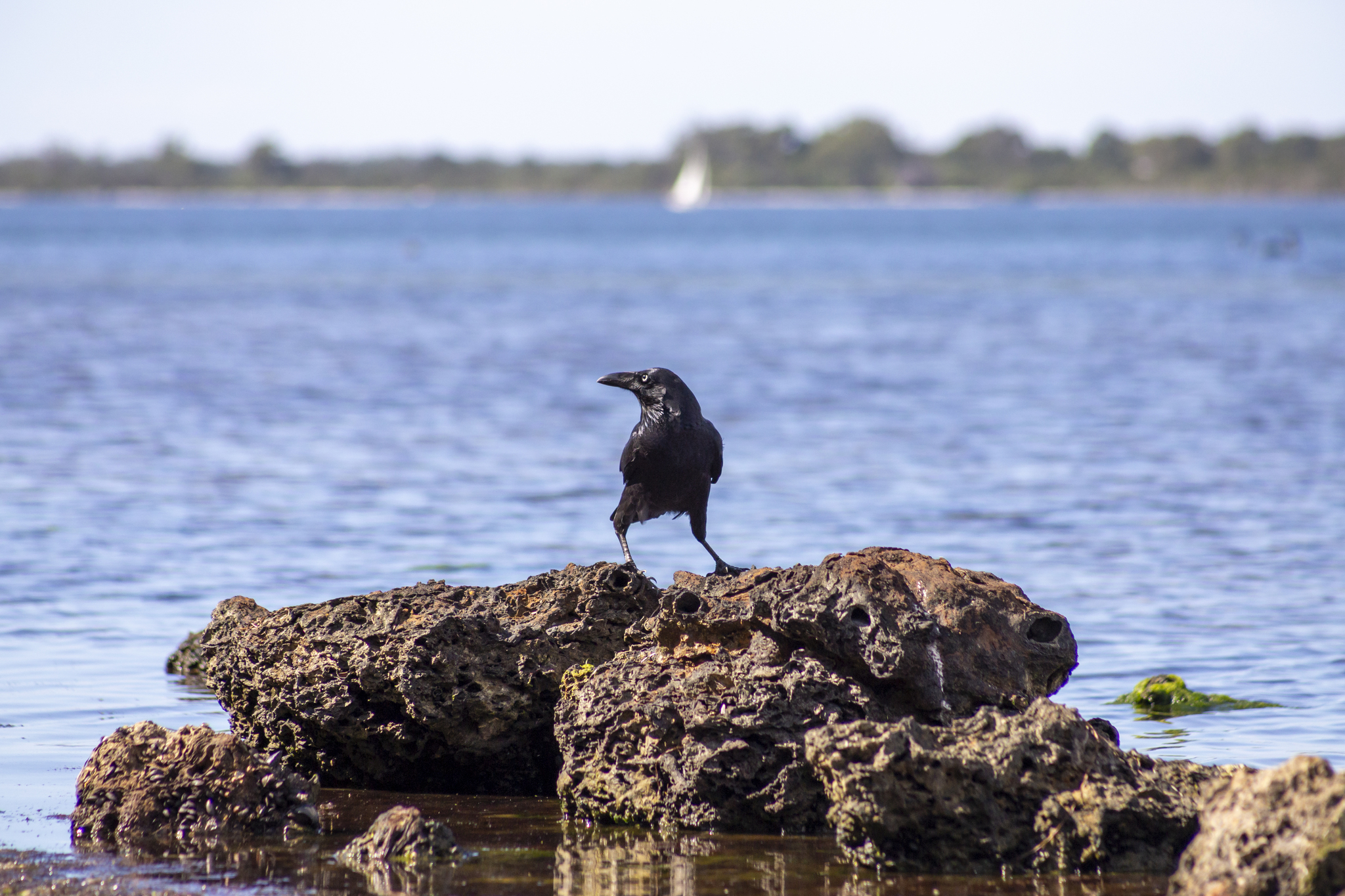Forest Raven (Corvus tasmanicus), photo 2