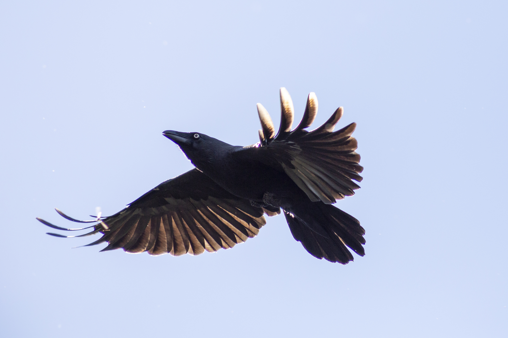 Forest Raven (Corvus tasmanicus), photo 3