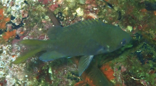 Chromis xanthopterygia observed 2026-02-11