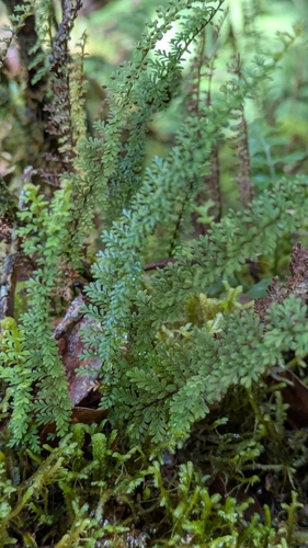 Adenophorus epigaeus observed 2026-03-08