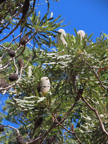 acorn banksia (Banksia prionotes)
