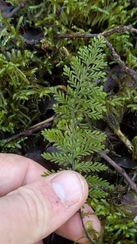 Adenophorus tripinnatifidus observed 2026-03-08