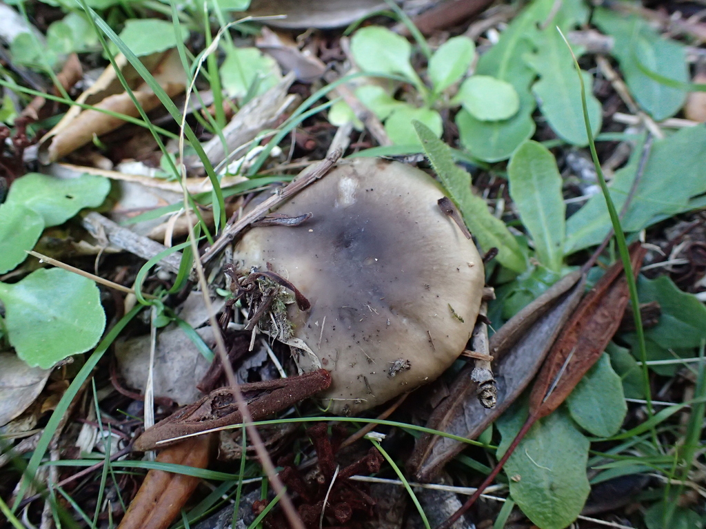 Russula amoenolens · March 2026 · photo: © fuligogirl (iNaturalist, cc-by)