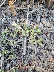 Leptostigma setulosum