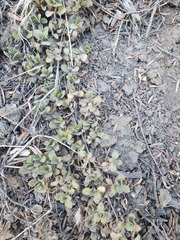 Leptostigma setulosum