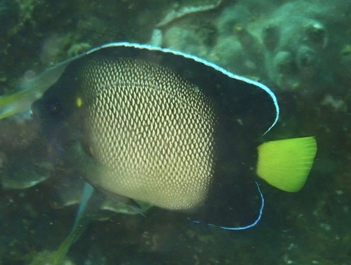 Red Sea angelfish (Apolemichthys xanthotis) — Pomacanthidae — 4
