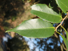 Castanopsis sieboldii
