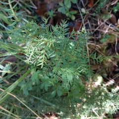 Coriaria angustissima