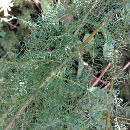 Coriaria angustissima, photograph 1