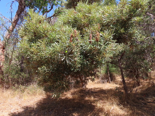 Candlestick Banksia (Banksia attenuata)