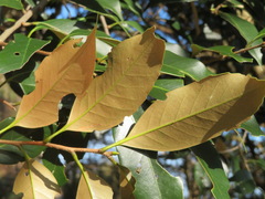 Castanopsis sieboldii