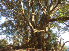 Castanopsis sieboldii