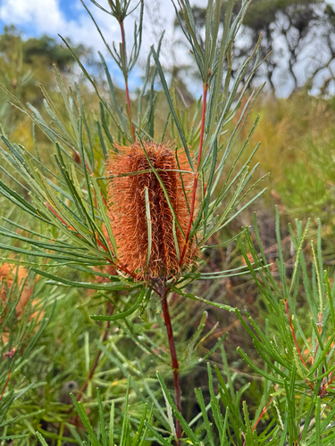 Red Swamp Banksia (Banksia occidentalis)