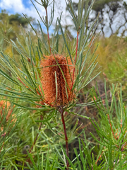Banksia occidentalis, photograph (c) Tyler Anthony, some rights reserved (CC BY)