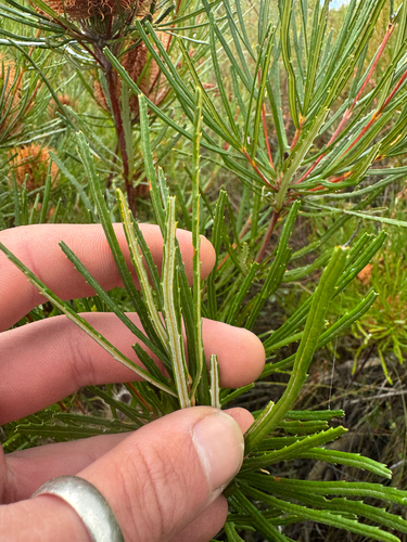 Banksia occidentalis, photograph 4