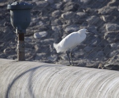 Egretta thula