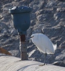 Egretta thula