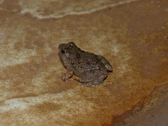 Phrynobatrachus