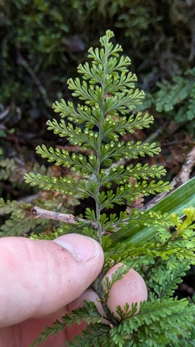 Adenophorus tripinnatifidus observed 2026-03-08
