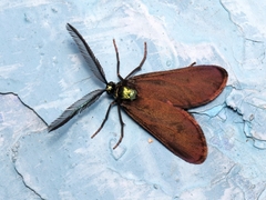 Theresimima ampellophaga