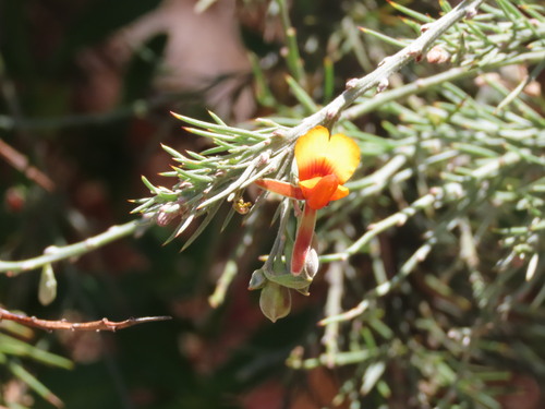 grey stinkwood (Jacksonia furcellata)