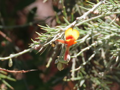 Grey Stinkwood (Jacksonia furcellata)