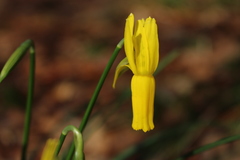 Narcissus cyclamineus