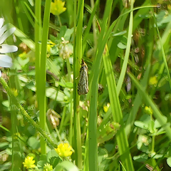 Thisanotia chrysonuchella