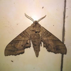 Marumba dyras