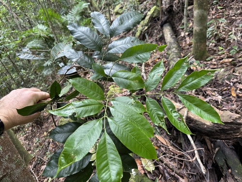 Dysoxylum oppositifolium observed 2026-03-11