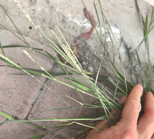 Sporobolus spicatus, 2026-03-05