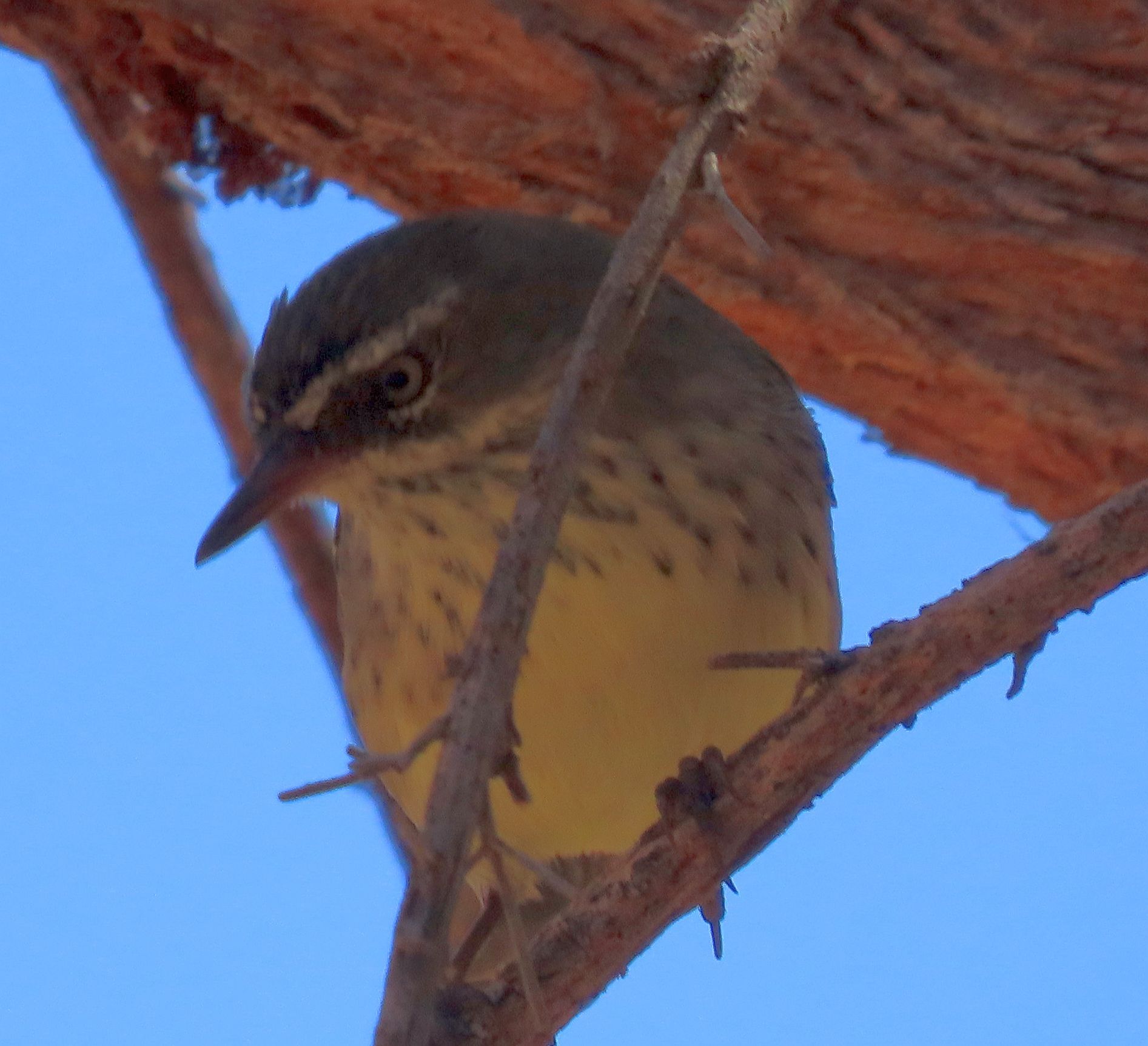 Spotted Scrubwren (Sericornis maculatus), photo 3