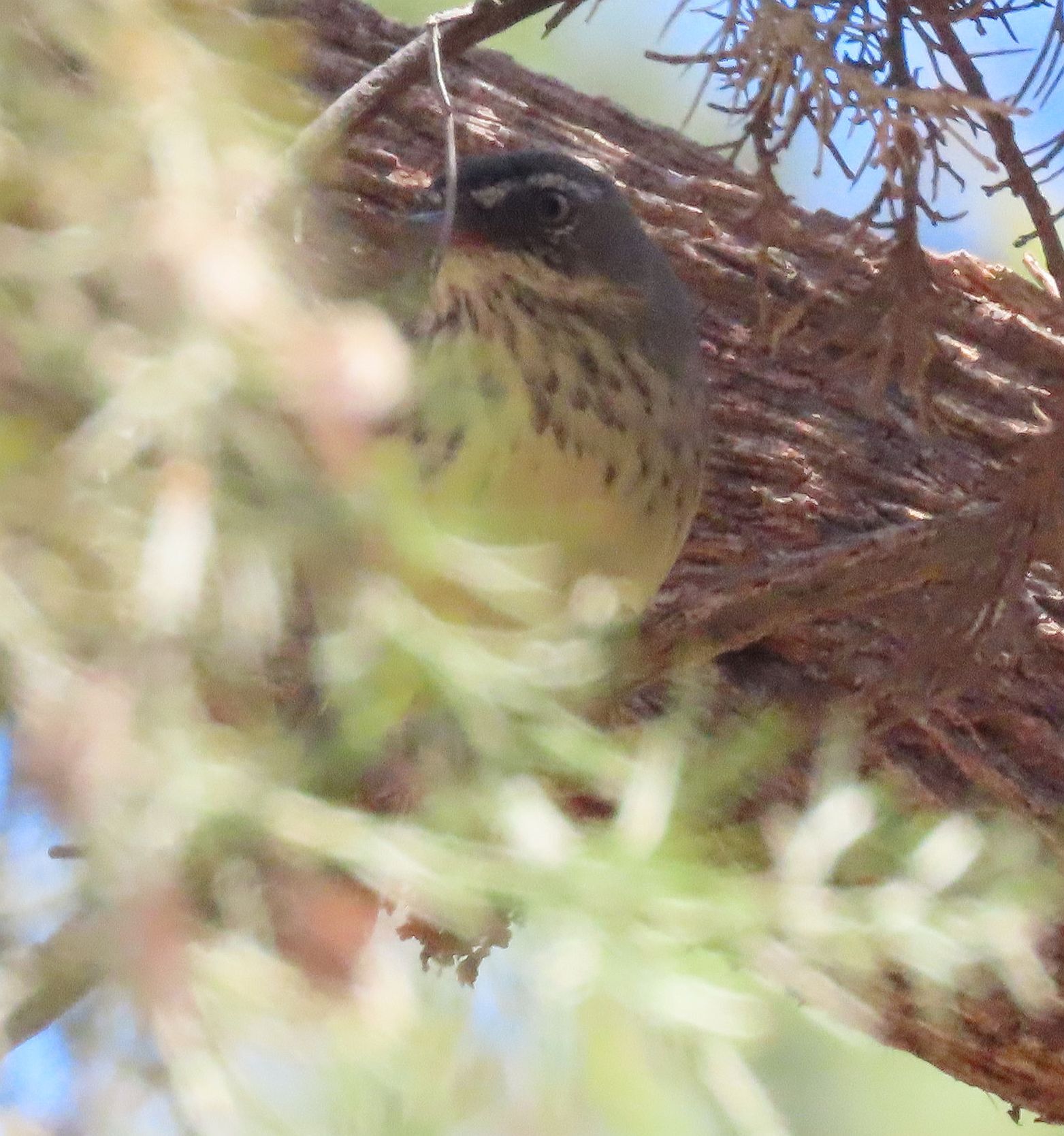 Spotted Scrubwren (Sericornis maculatus), photo 4