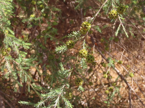 spearwood (Kunzea glabrescens)