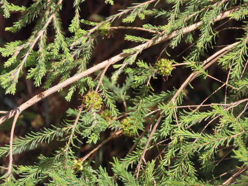 Kunzea glabrescens, photograph 6