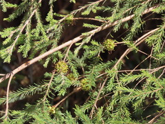 Kunzea glabrescens, photograph (c) ian_mcallan, some rights reserved (CC BY)