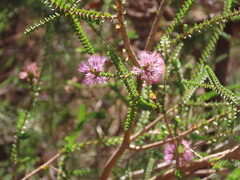 (c) ian_mcallan, some rights reserved (CC BY) Melaleuca crossota, photograph (c) ian_mcallan, some rights reserved (CC BY)