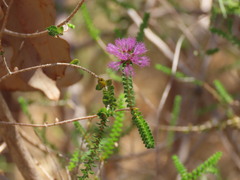 Melaleuca crossota, photograph (c) ian_mcallan, some rights reserved (CC BY)